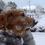 나고야 :) first snow ＆ 2 dogs