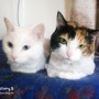 [나의 고양이들] 비비&조제