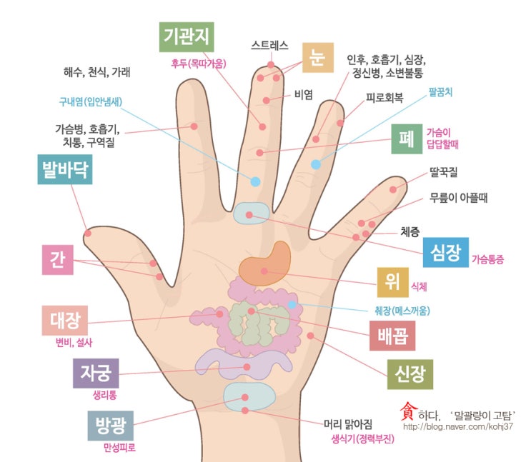 [ 건강 상식 ] 손지압 위치, 손바닥 지압 포인트, 손지압 혈자리 : 네이버 블로그