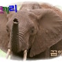 (매직타로) 코끼리 꿈 코끼리 등에 올라타는 꿈 코끼리를 보는 코끼리 꿈해몽