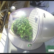 [식물이야기]공기청정기 - 식물 공기청정기.소형화분 미니화분,미니식물 키우기
