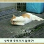 제목학원 - 고양이모음8~*