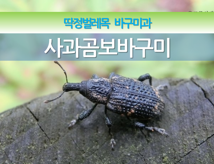 사과곰보바구미 : 네이버 블로그