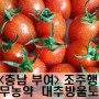 <투데이팜>충남부여 조주행님의 무농약 대추방울토마토