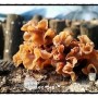 참나무에 기생하는 목이버섯