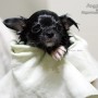 【블랙탄 장모치와와 / 새끼강아지목욕시키기】강아지 목욕 시키는 방법 부터 항문낭짜는 법까지~!! 강아지 첫목욕 - 라임편 -