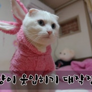 고양이옷입히기 ♡ 스코티쉬폴드공찌 토끼따라잡기 ㅋㅋㅋㅋㅋ