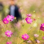 cosmos in autumn