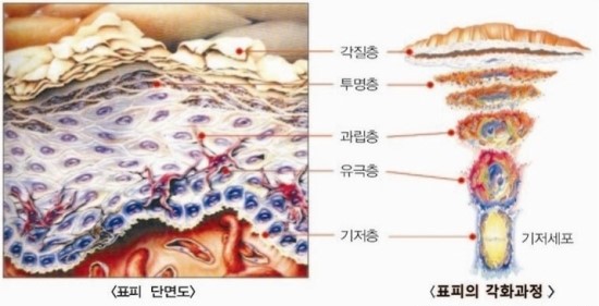 기저층