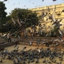 한국과 인도의 공통점: 길가의 비둘기,비둘기에 먹이주는 사람들...(찬드니초크에서)