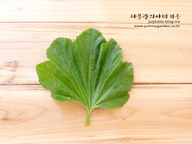 베란다텃밭에서 채소키우기 :: 아욱키우기 : 네이버 블로그