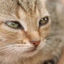 [고양이정보] 고양이 눈의 질병들!