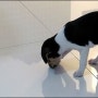 [강아지정보] 강아지 식분증의 원인과 해결방안!