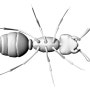 [곤충3D모델링] 3D로 만든 개미 ANT Modeling