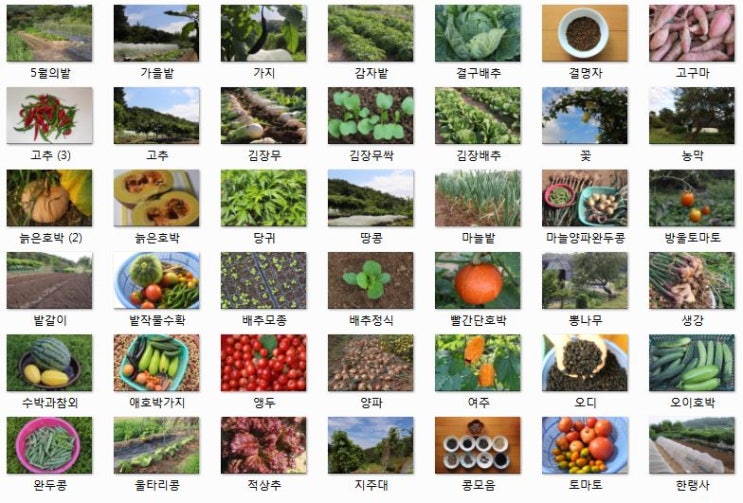 [텃밭가꾸기] 텃밭작물의 씨앗파종시기, 육묘시기, 모종심는시기,수확시기 : 네이버 블로그