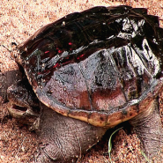 Snapping Turtle(늑대거북)