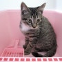 [ ♡ ] 고양이 화장실 미스터리 토일렛 사용후기 !