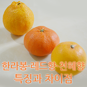 한라봉, 레드향, 천혜향의 특징과 차이점 : 네이버 블로그