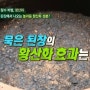 된장의 항산화 효과