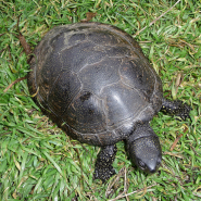 European pond turtle(유로피언 폰드터틀)