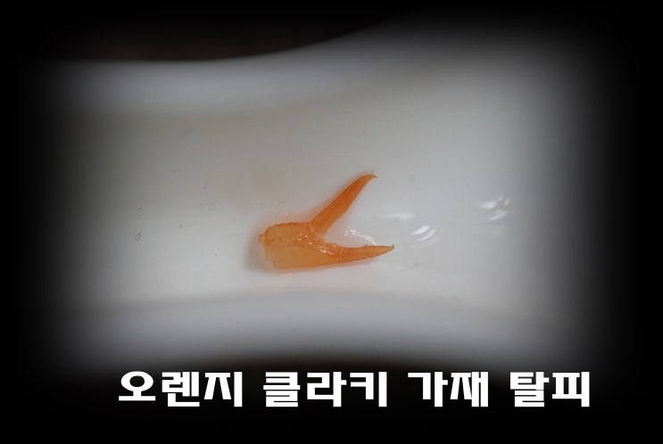 가재 탈피 : 네이버 블로그