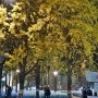 덕수궁을 나와-무교동, 스패뉴 무교점, 청계천 등불축제, 무교동 은행나무길, A good pizza place & Mugyo-ro Avenue lined with yellow leaved trees in Seoul, November 2014