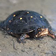 Spotted Turtle(스팟티드 터틀)