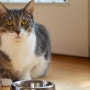 고양이 다이어트 콘테스트 참가묘 명단 발표합니다. ^^ - 백산동물병원