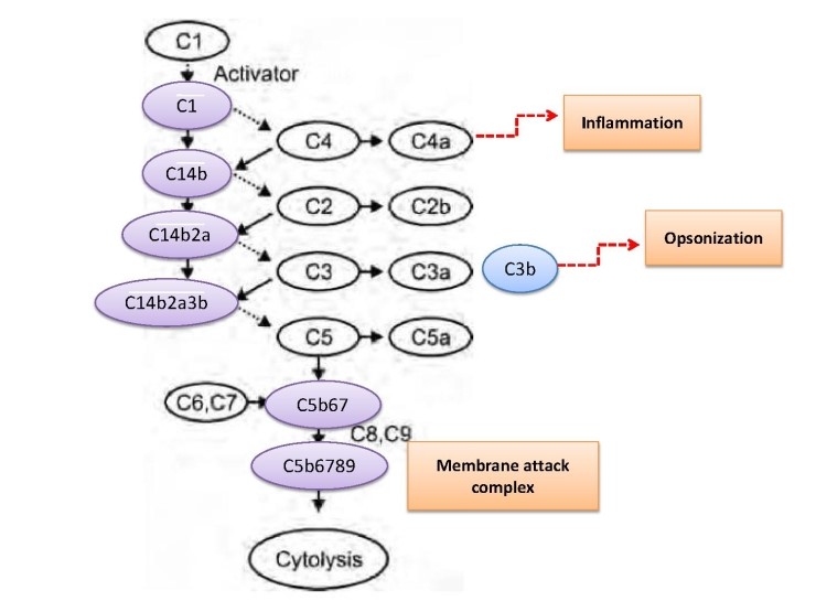 우리 몸을 지키는 면역 인자 - 5. 보체계(Complement System) : 네이버 블로그