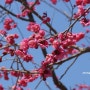 <경남양산여행> 통도사의 봄. 홍매화 향기가 밀려오는듯~