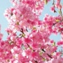체리블러썸(cherry blossom)