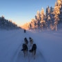 [2015 핀란드] 오늘은 개썰매를 타는 날^^* (4일차_1)