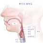 내 목소리는 고음인가 저음인가를 결정하는 방법으로 후두 압박 법이 있는데 음의 고저를 조절하는 데 유용하게 사용될 수 있다