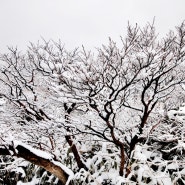 [프롤로그] 겨울 눈꽃과 봄꽃을 동시에 경험한 하코네,요코하마,가마쿠라여행