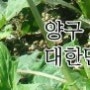 건강하고 싶다면 주목 ! 양구토종민들레