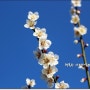 제주도의 봄꽃-칠십리시공원의 봄소식
