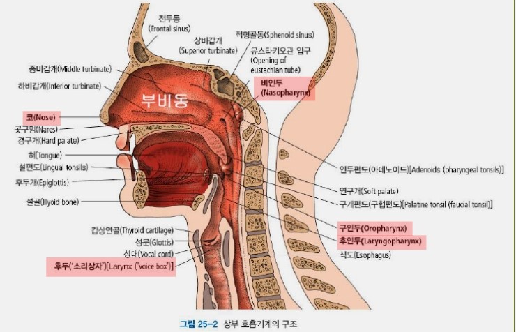 윤상인두근육