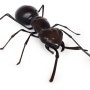 [곤충3D프린팅] 3D프린터 가공 곤충 대형 개미 ANT