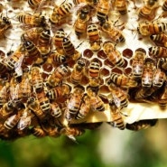[꿀벌정보]우리가 몰랐던 꿀벌의 세계~ 미국에만 20만명 이상의 양봉가가있다