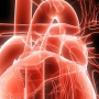 불끈불끈 심장의 구조와 기능
