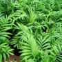 [공기정화식물] 미세먼지 이기는 공기정화식물 종류