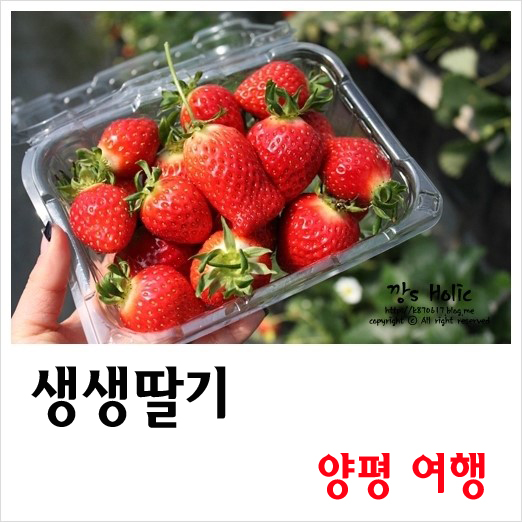 딸기농장체험 양평 생생딸기체험농장 ♩ (~6월 중순까지)