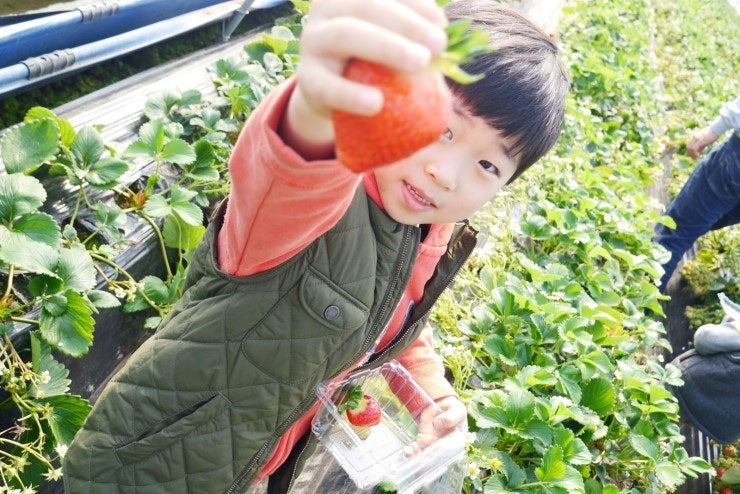 남양주 한사랑 딸기체험농장에서 딸기먹고~딸기잼도 만들고~