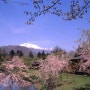 벚꽃과 함께하는 일본 봄 여행!