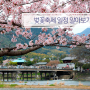 2015 벚꽃축제 일정 알아보고 벚꽃놀이가기 :)