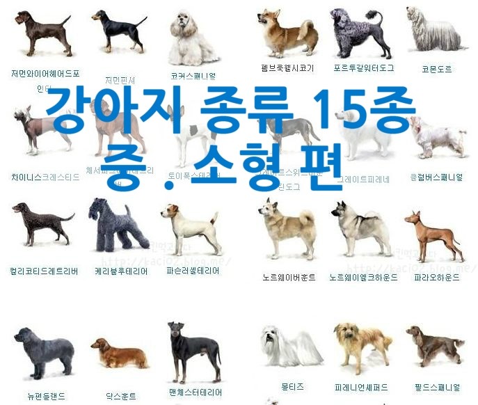 공격적인 개 품종
