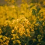 [음악과사진] 아련한 봄 이야기, 양산 유채꽃축제
