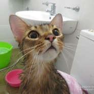 아비시니안 고양이 두두가족의 목욕날