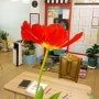 붉은 꽃 한송이가 만개 했습니다. 이제 봄이 시작되는군요... ~~~[손민정 해법중국어 권선점 031-239-1109]