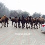 뉴델리 정부기관 주차장의 낙타 무리 [인도 생활 사진]